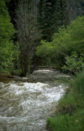 river rapids yellowstone 1 Vintage A4 Photo Print