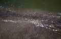river ripples detail Vintage A4 Photo Print