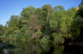 riverbank reflection scene 1980s 1990s A4 Photo Print
