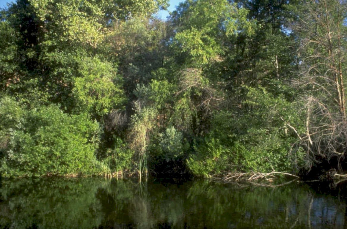 riverbank reflection willow 1980s 1990s A4 Photo Print