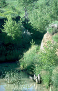 riverbank trees post Vintage A4 Photo Print