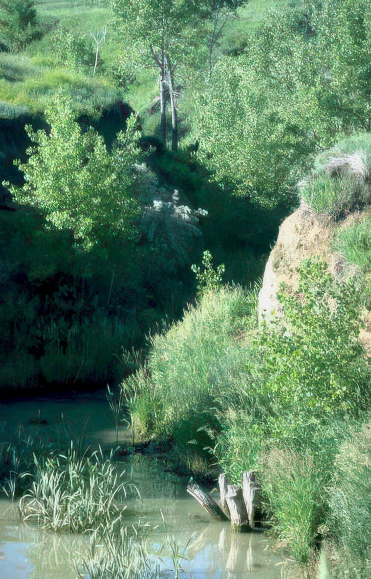 riverbank trees post Vintage A4 Photo Print