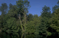 riverbank trees reflection 1980s 1990s A4 Photo Print