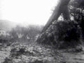 riverbank trees rocks1980s 1990s A4 Photo Print