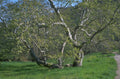 riverbirch meadow spring 1980s 1990s A4 Photo Print