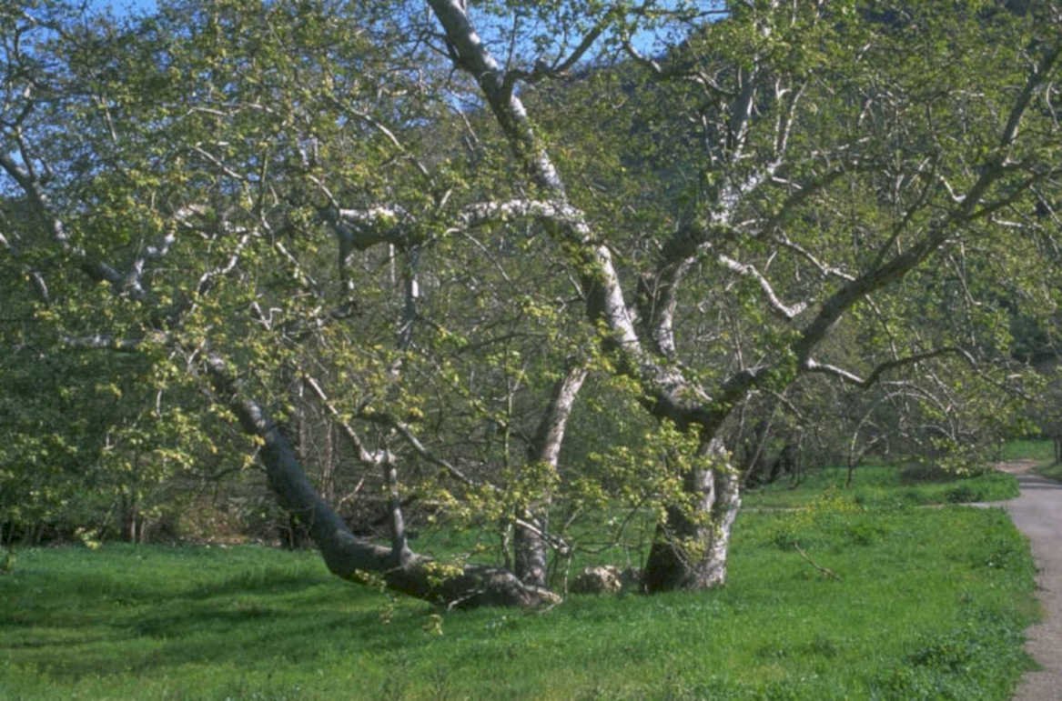 riverbirch meadow spring 1980s 1990s A4 Photo Print