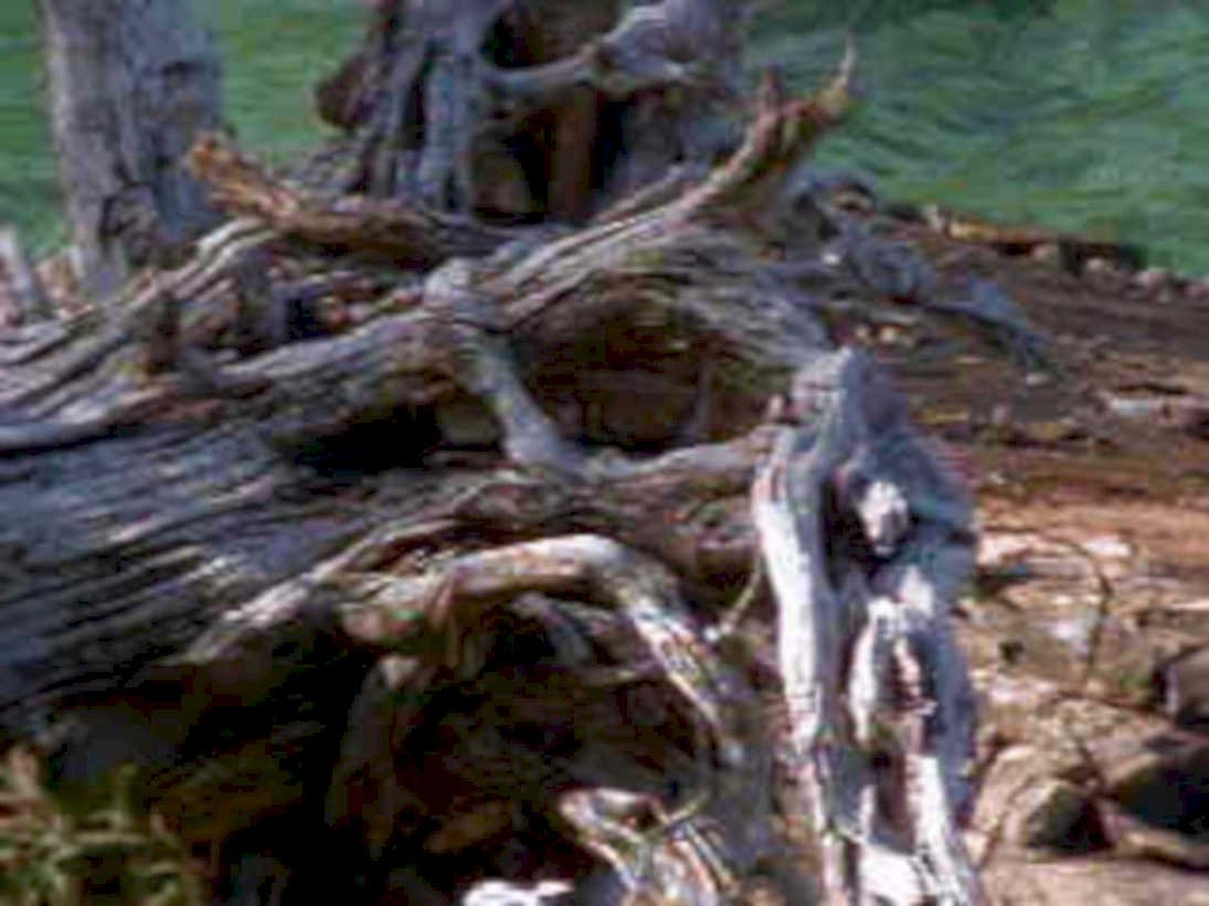 riverwood summer 20241980s 1990s A4 Photo Print