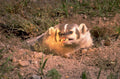 roadrunner desert closeup 1980s 1990s A4 Photo Print