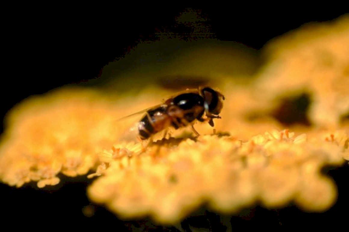 robberfly coreopsis closeup1980s 1990s A4 Photo Print