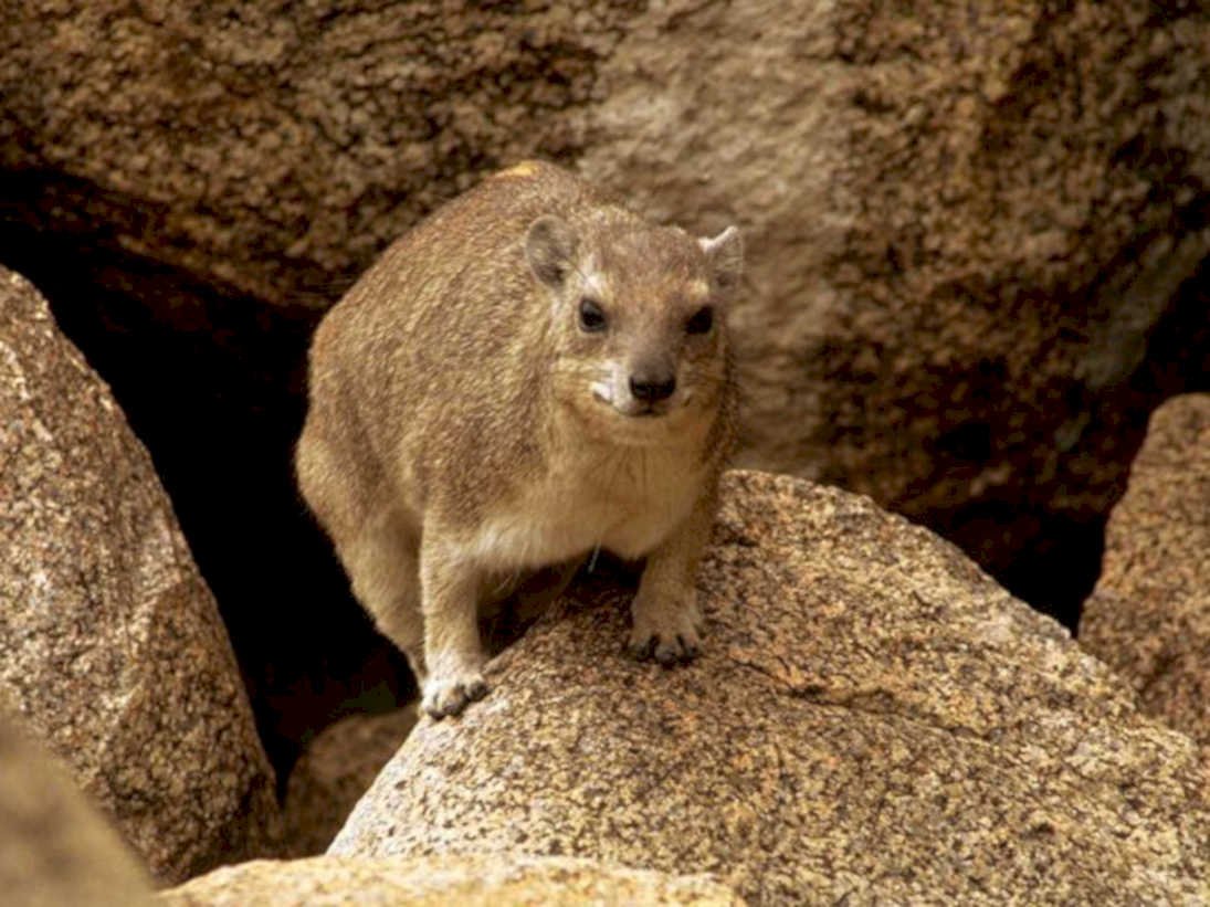 rock dassie granite1980s 1990s A4 Photo Print