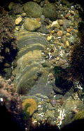 rock formation intertidal 1980s 1990s A4 Photo Print
