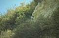 rock hillside scrub Vintage A4 Photo Print