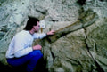 rock outcrop study1980s 1990s A4 Photo Print