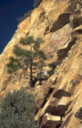 rock pine cliff Vintage A4 Photo Print