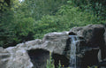 rock waterfall garden Vintage A4 Photo Print