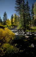 rocky creek aspen 1980s 1990s A4 Photo Print