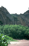 rocky hillside tree Vintage A4 Photo Print