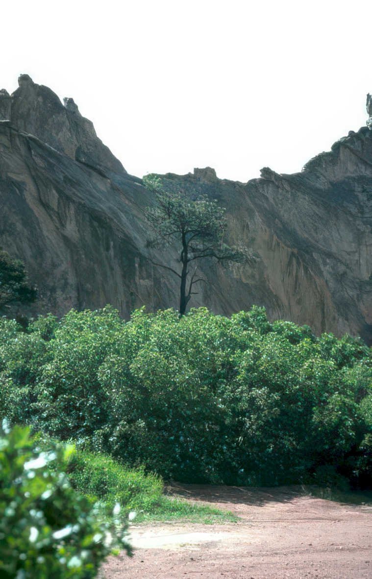 rocky hillside tree Vintage A4 Photo Print