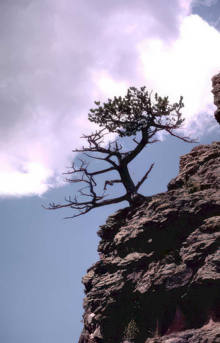 rocky mountain juniper Vintage A4 Photo Print