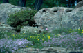 rocky mountain wildflowers Vintage A4 Photo Print