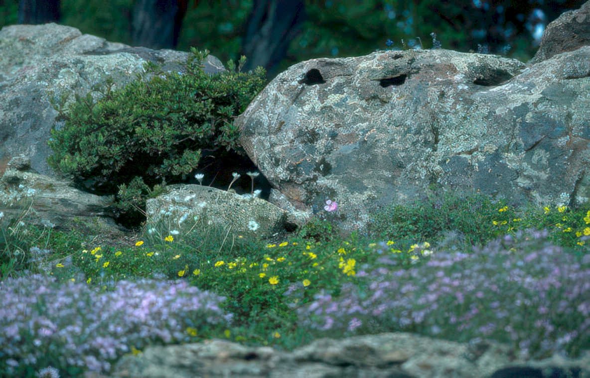 rocky mountain wildflowers Vintage A4 Photo Print