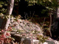 rocky outcrop forest1980s 1990s A4 Photo Print