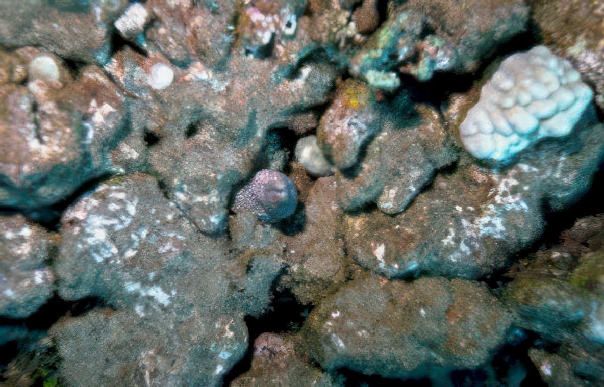 rocky reef octopus Vintage A4 Photo Print