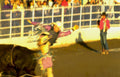 rodeo bull action 1 Vintage A4 Photo Print