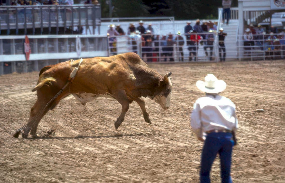 rodeo bull action 2 Vintage A4 Photo Print