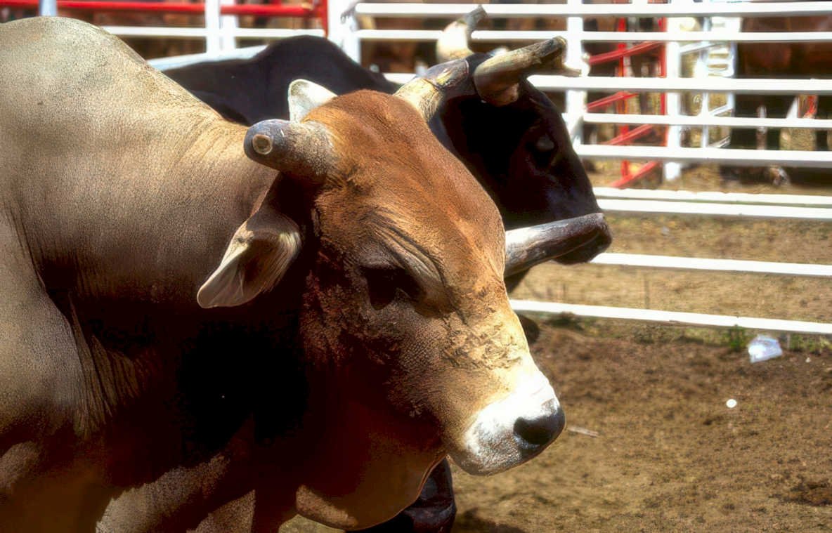 rodeo bull arena Vintage A4 Photo Print