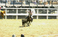 rodeo bull cowboy Vintage A4 Photo Print