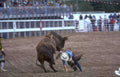 rodeo bull montana Vintage A4 Photo Print