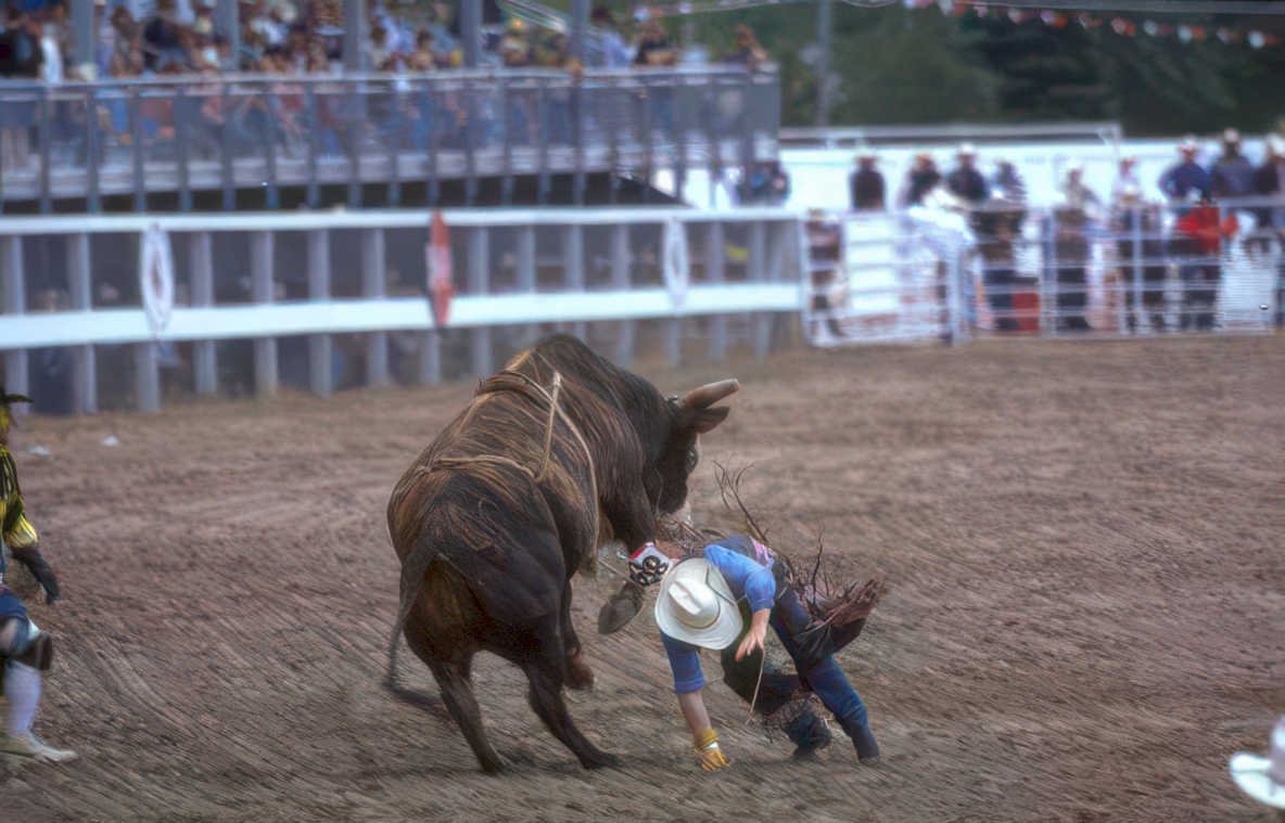 rodeo bull montana Vintage A4 Photo Print