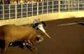 rodeo bull ride 1 Vintage A4 Photo Print