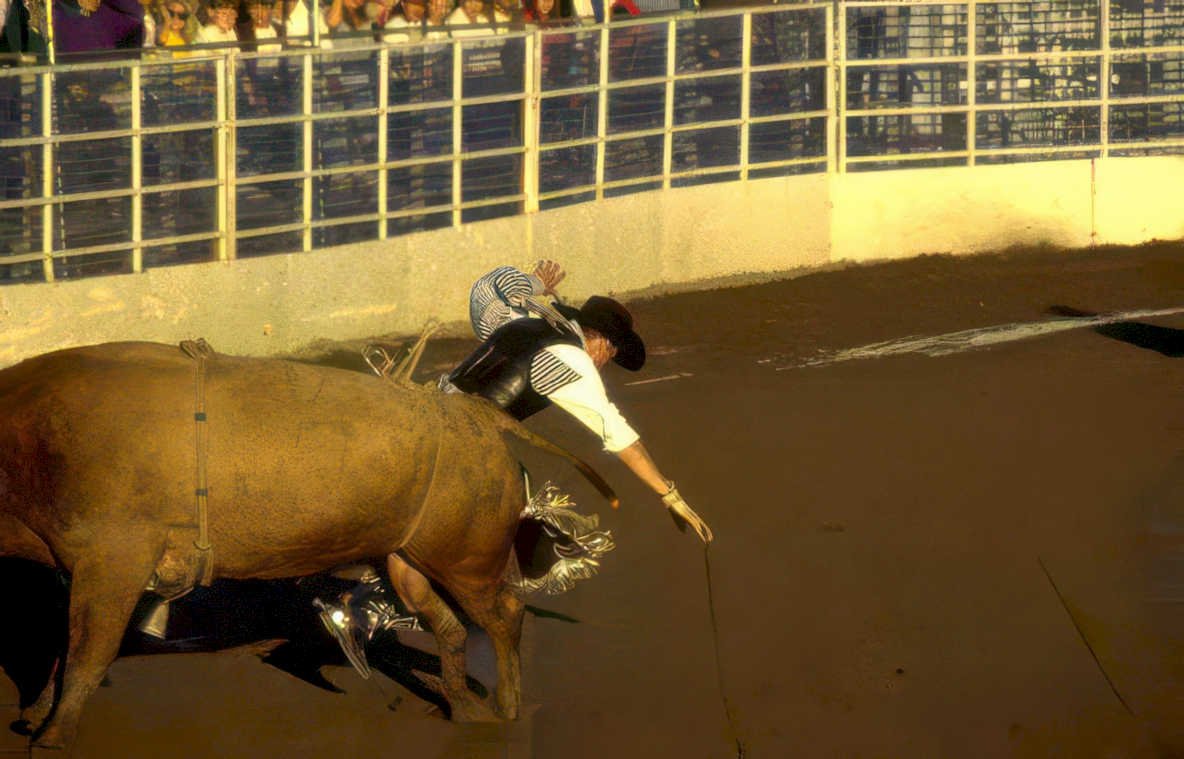 rodeo bull ride 1 Vintage A4 Photo Print