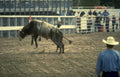 rodeo bull ride 2 Vintage A4 Photo Print