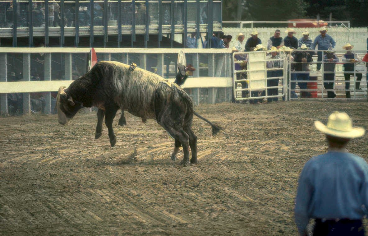 rodeo bull ride 2 Vintage A4 Photo Print