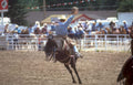 rodeo bull rider 3 Vintage A4 Photo Print