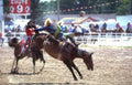 rodeo bull riding 2 Vintage A4 Photo Print