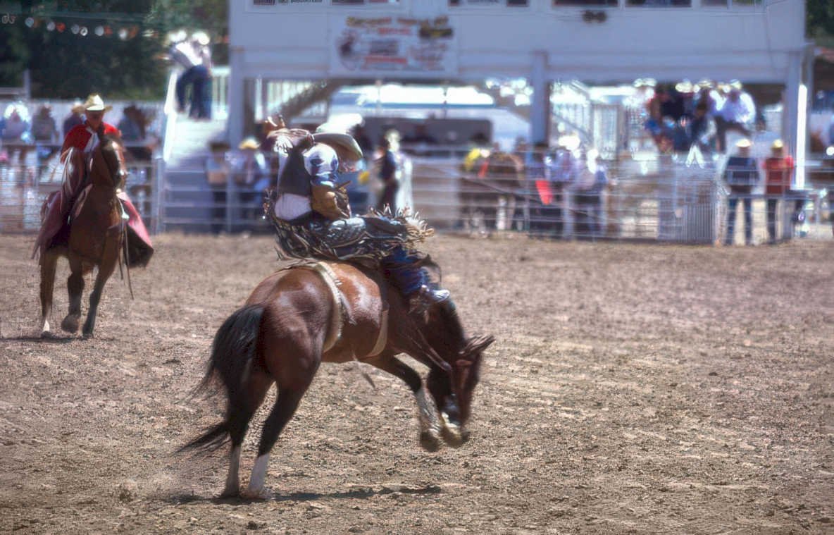 rodeo bull riding 4 Vintage A4 Photo Print