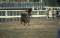 rodeo bull riding 6 Vintage A4 Photo Print