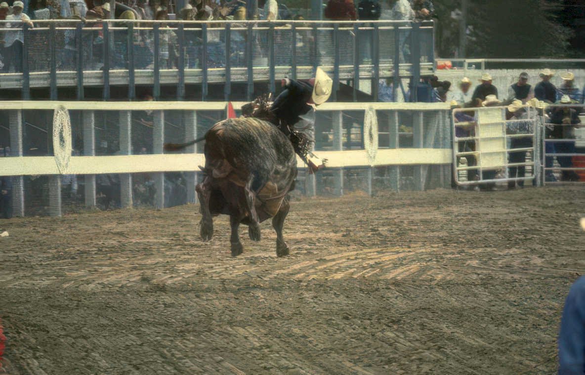 rodeo bull riding 6 Vintage A4 Photo Print