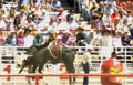 rodeo bull riding 7 Vintage A4 Photo Print