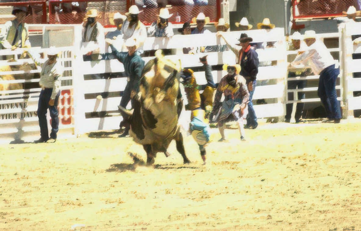 rodeo bull riding 8 Vintage A4 Photo Print