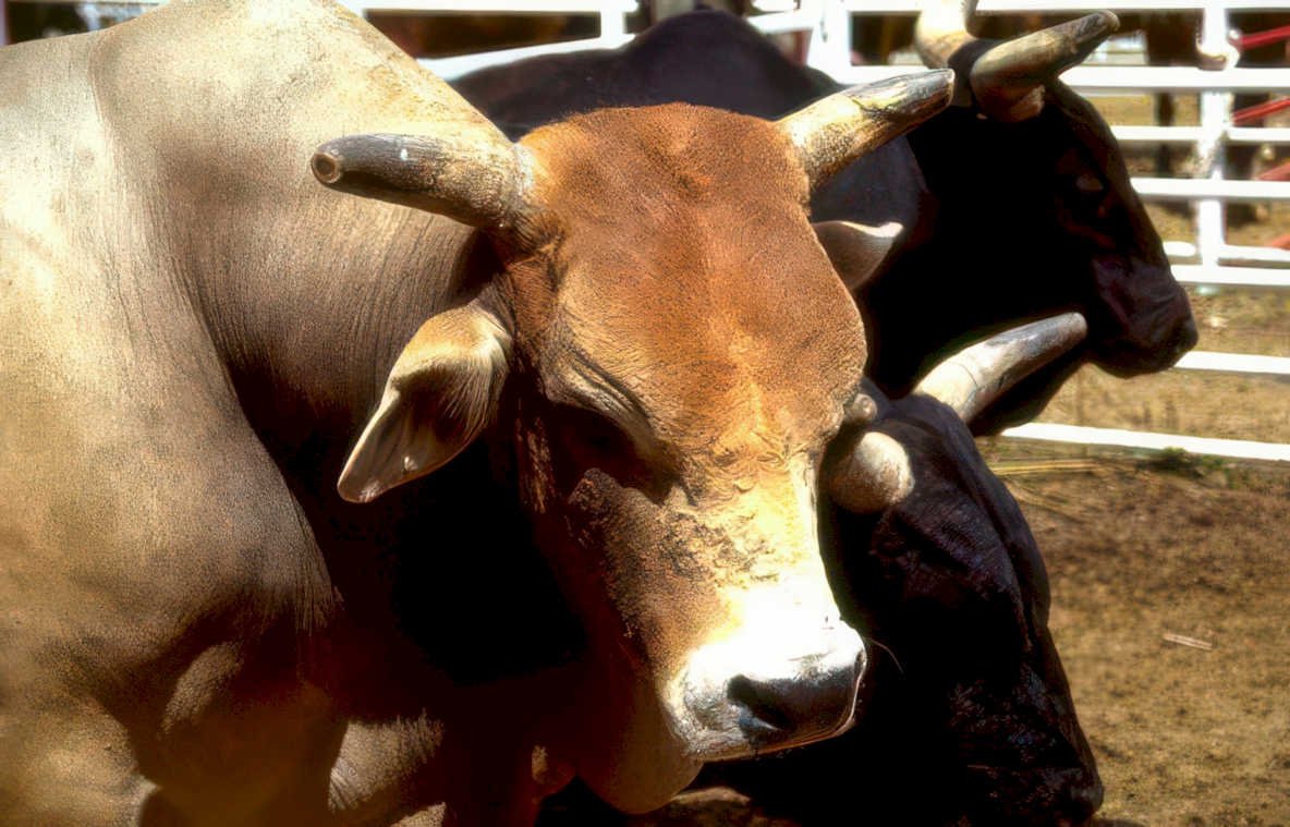 rodeo bull texas Vintage A4 Photo Print