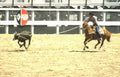 rodeo calf 1 Vintage A4 Photo Print
