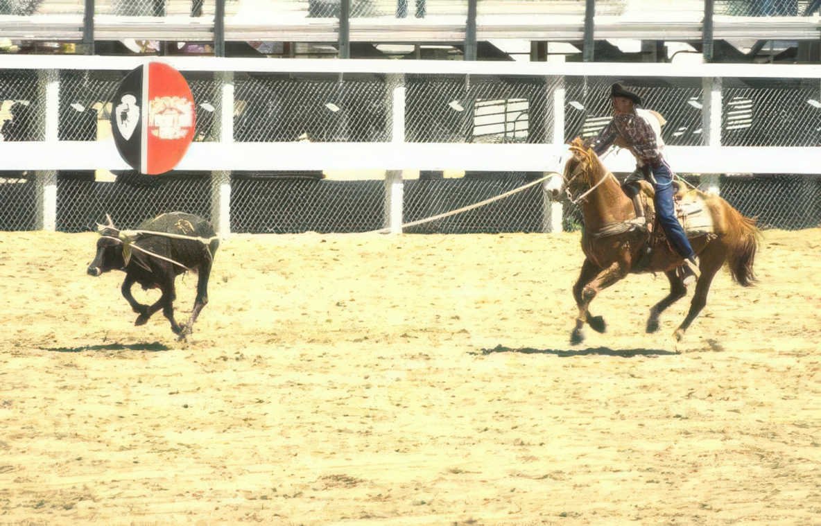 rodeo calf 1 Vintage A4 Photo Print