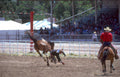 rodeo calf 2 Vintage A4 Photo Print