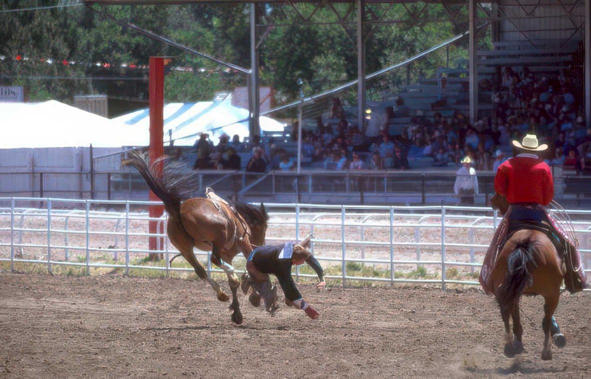 rodeo calf 2 Vintage A4 Photo Print