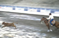 rodeo calf arena Vintage A4 Photo Print